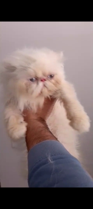 chat persan malle 1 ans