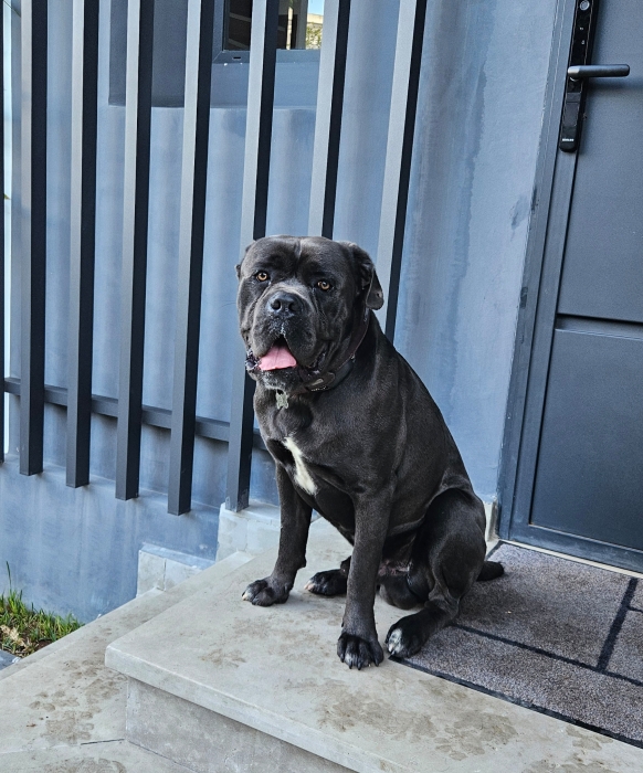 Cane Corso 27 mois