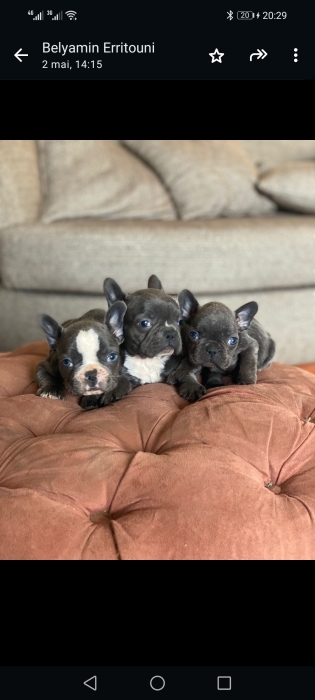 Bulldog Exotique 💥