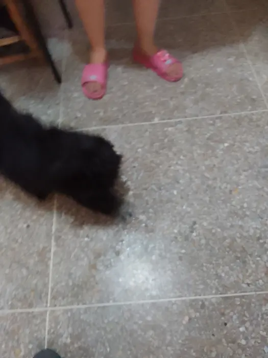 Chiot caniche de 3mois