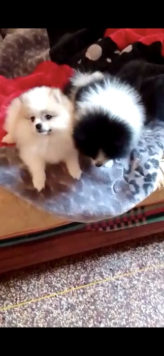 Chiots spitz mâle et femelle