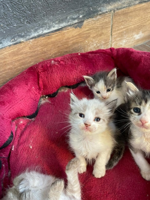 Une siamois tigré et un snowshoe