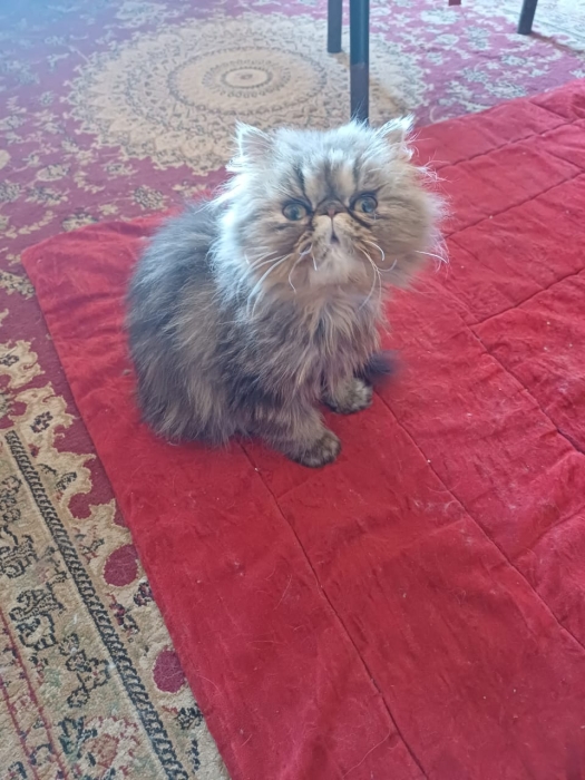 Femelle persan 3 mois