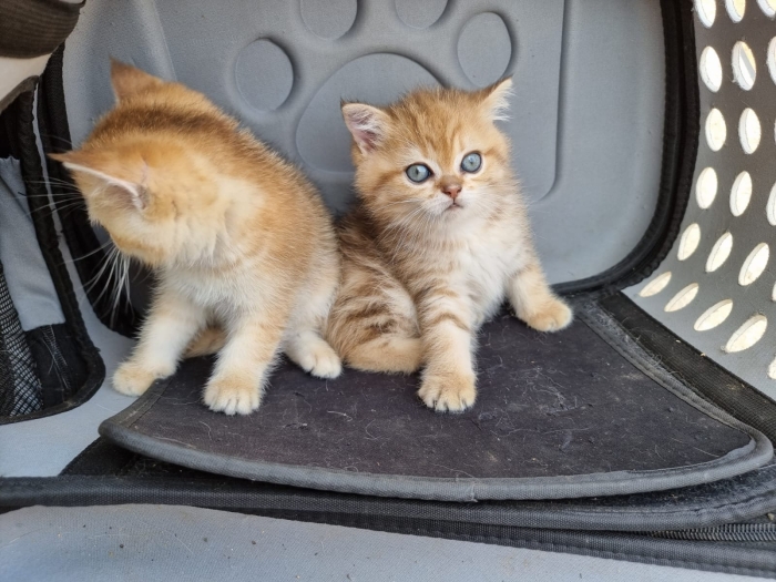 Chatons scottish straight