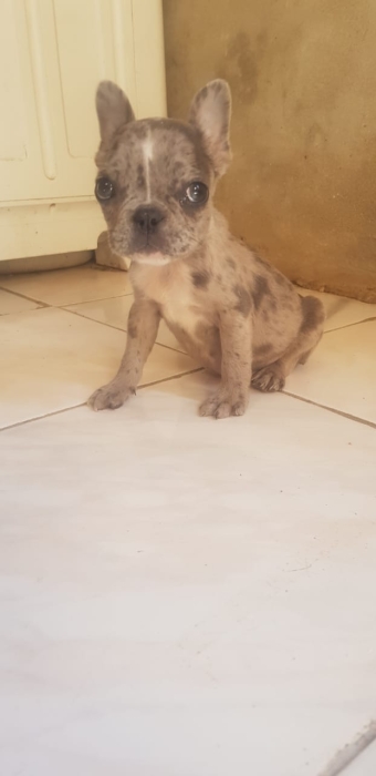 Bulldog français exotique