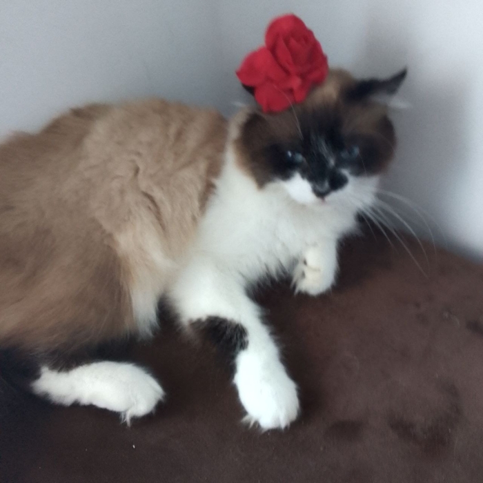 Chat mâle à adopter