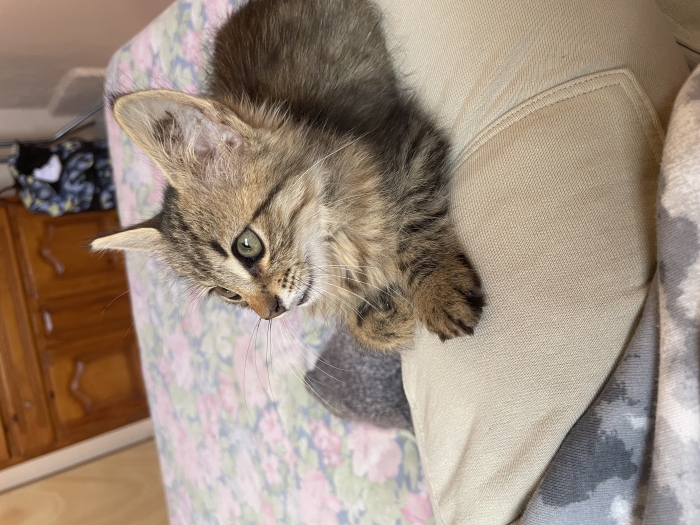 Chaton GRATUIT nommé "Baguette"