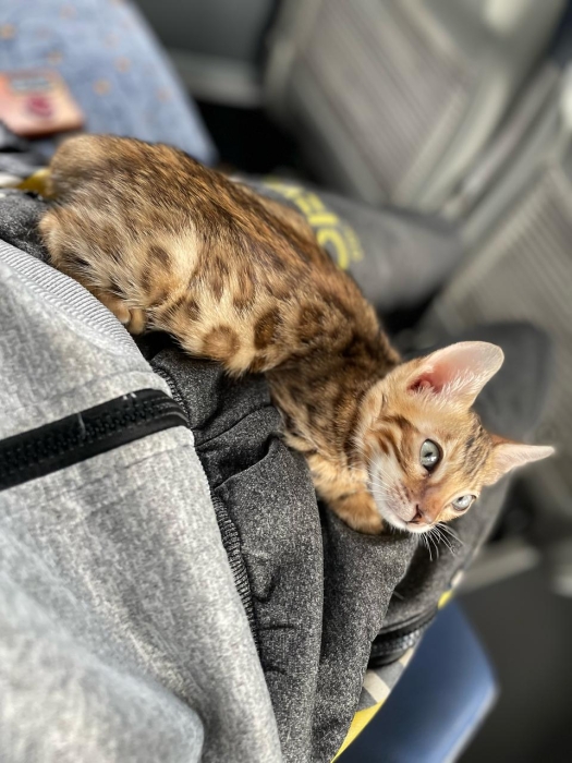 bengal bébé