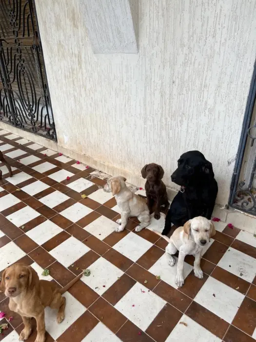 Chiot labrador femelle