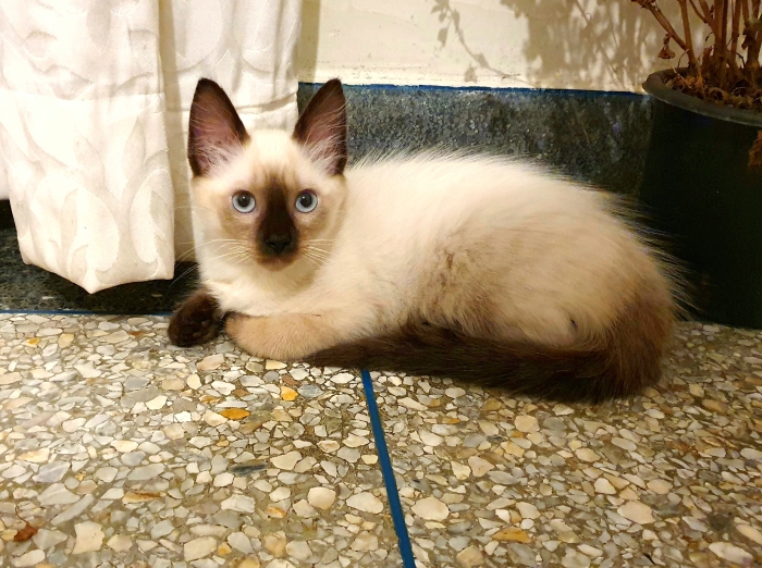 Chaton femelle siamois