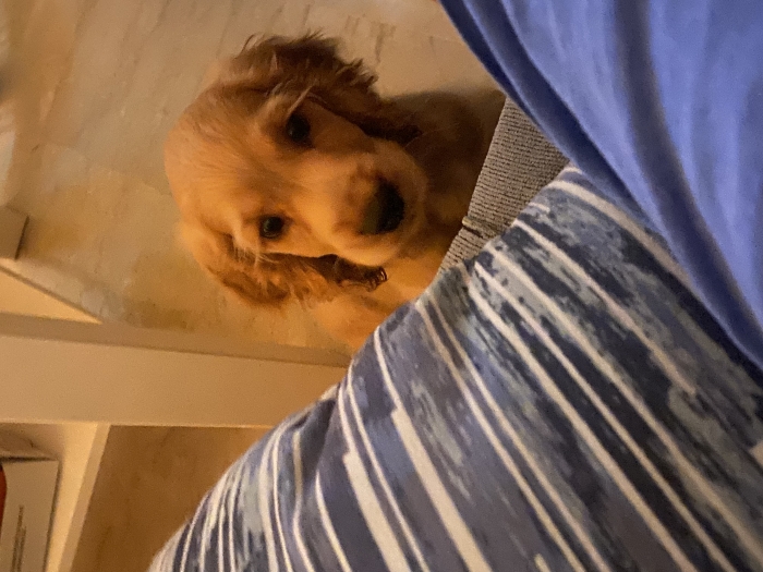 Cocker spaniel femelle 3 mois