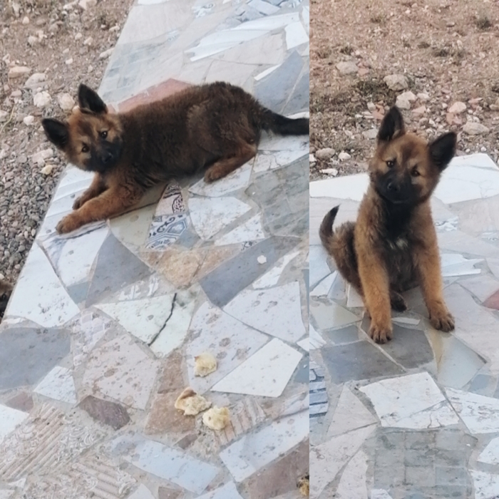 Berger allemand femelle