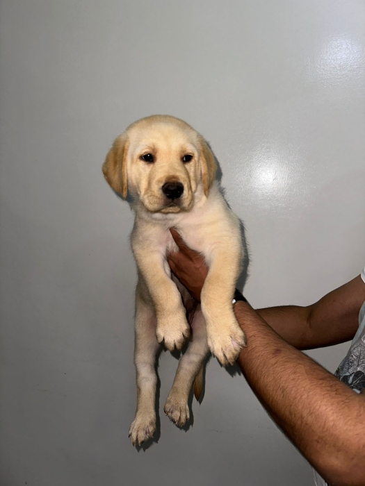 Labradors de pure race