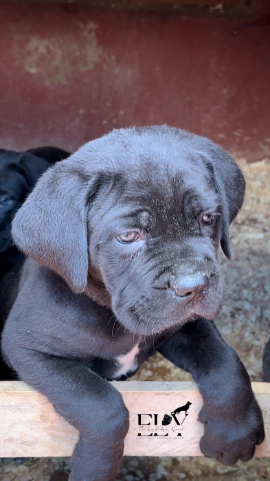 Chiots cane corso pedigree