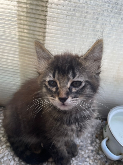 Chaton pour adoption à Casablanca