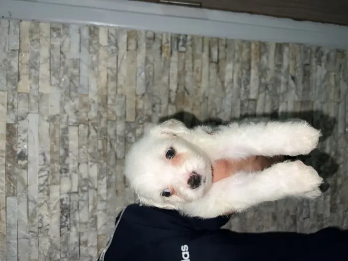 Bichon maltai petite taille