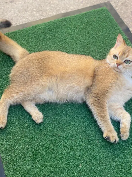 accouplement british shorthair