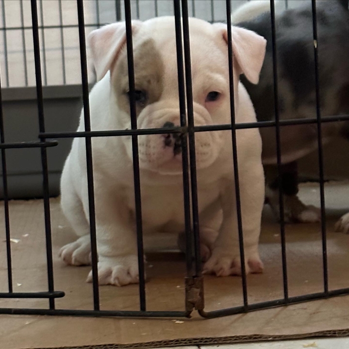 American Bully Pocket