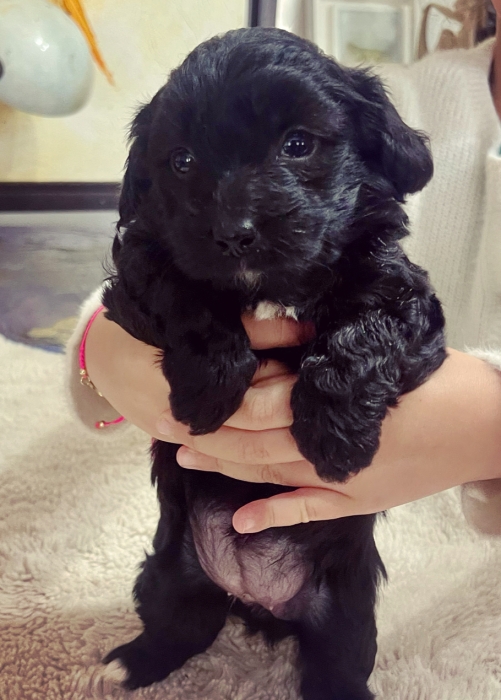 Adorables Chiots Bichons couleur Oreo