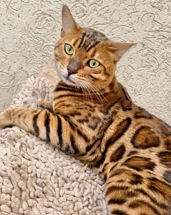 Chatons Bengal avec certificat Pedigree TICA