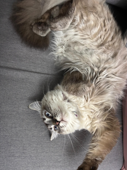 Chat Sibérien à Adopter (Femelle Vaccinée et Stérilisée)