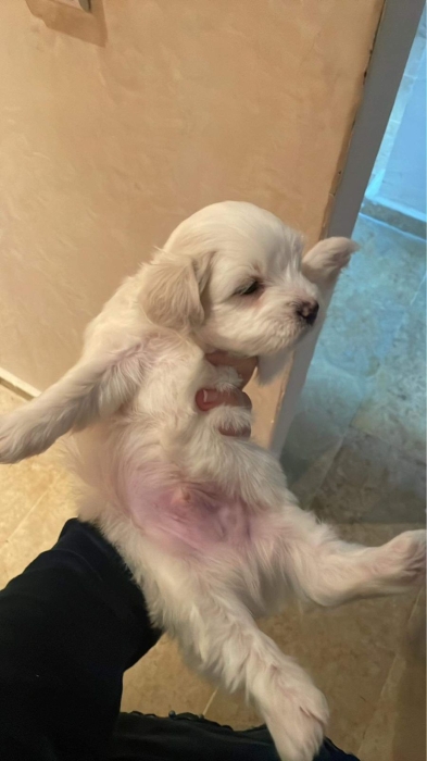 Bichons maltais 7 semaines
