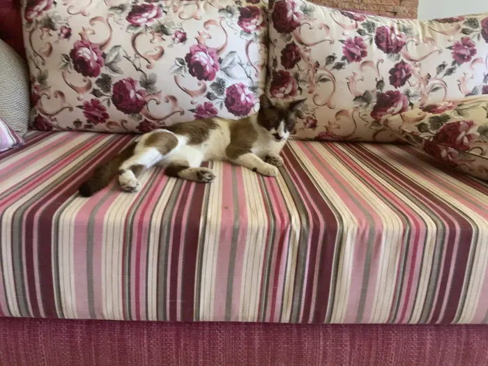 Rocky , siamois métissé