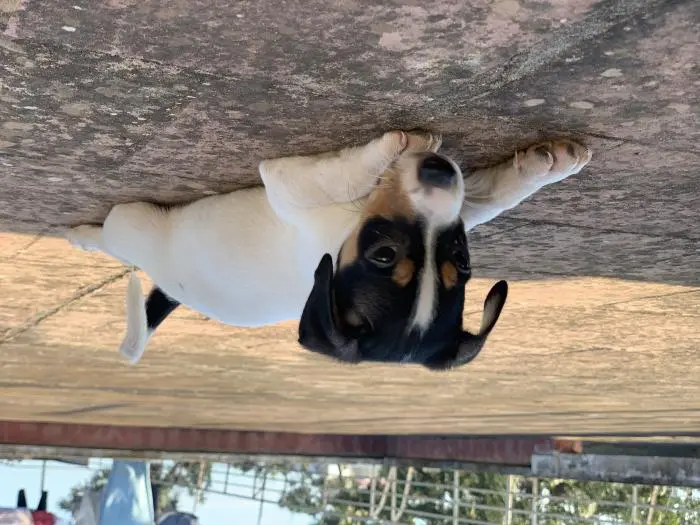 Jack Russel pur race/ Mal