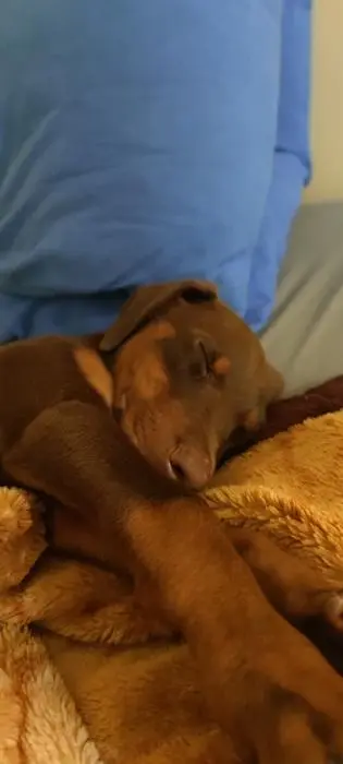 Doberman femelle
