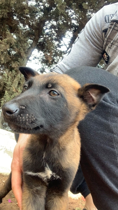 4 chiots malinois charbonné