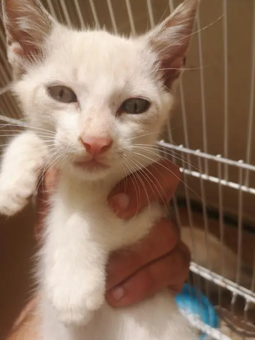 Chaton siamoa femelle