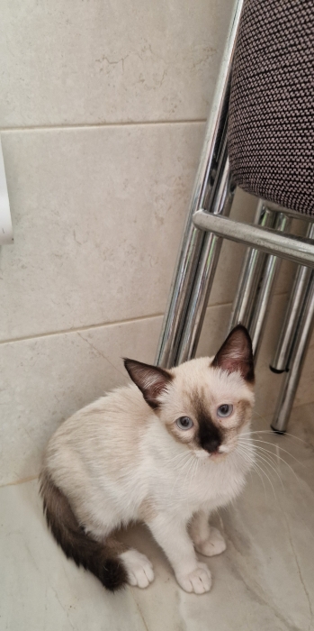 Chaton siamois vacciné