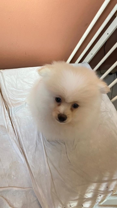 Spitz pomeranian nain