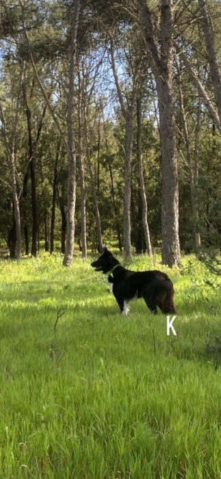 Border colie femelle