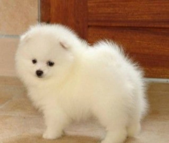 Vente de chiots Spitz nain