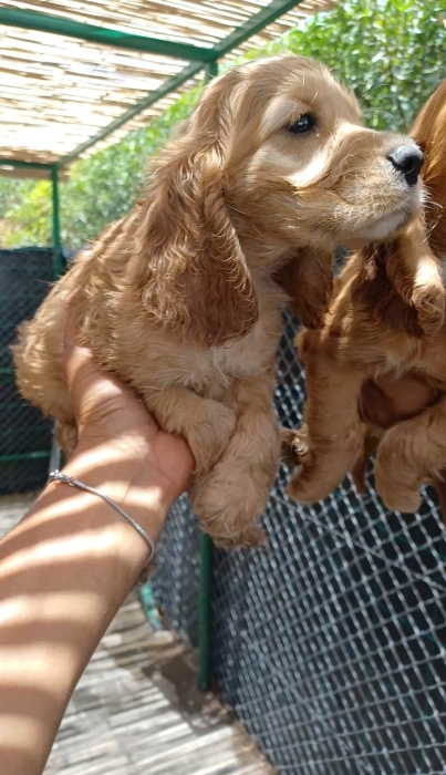 Coker spaniel anglais