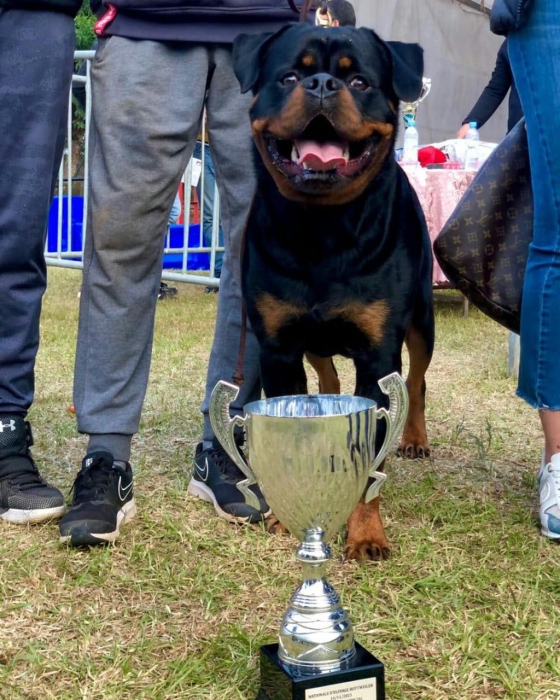 Femelle Rottweiler