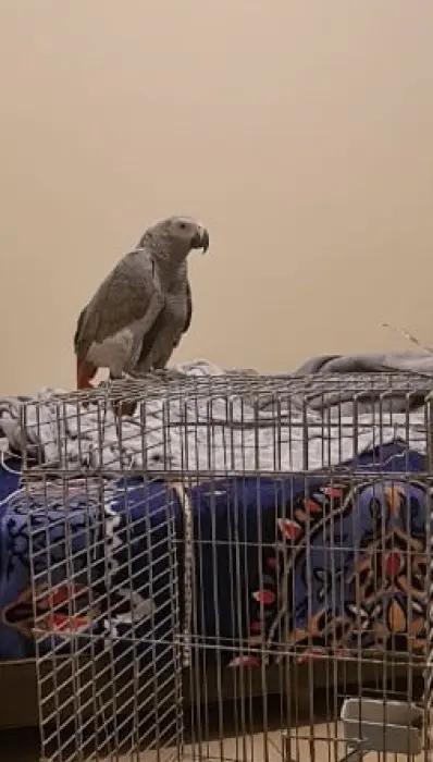 Perroquet gris du gabon