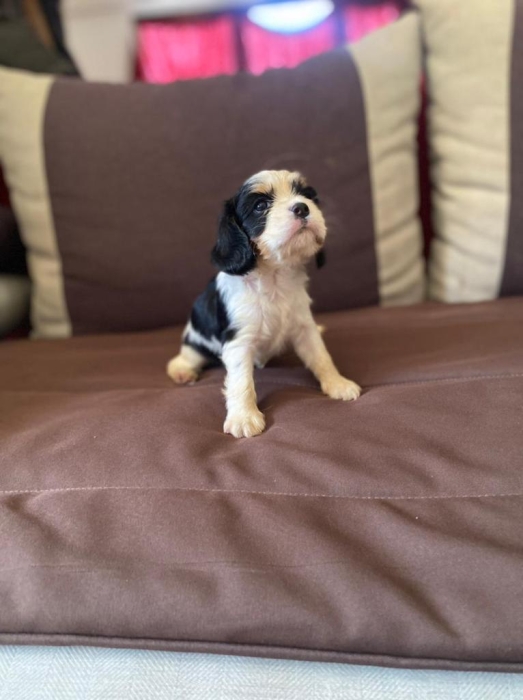 Cavalier King Charles