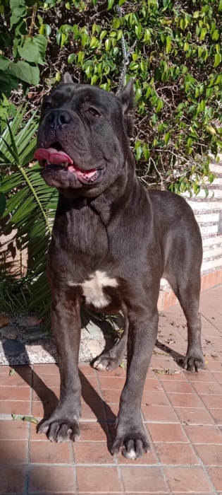 Disp d cane corso adult top