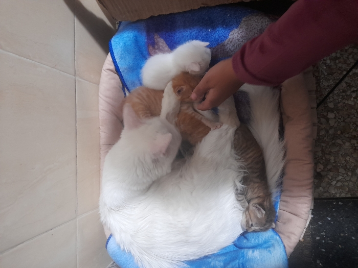 Chatons de 1 mois à adopter