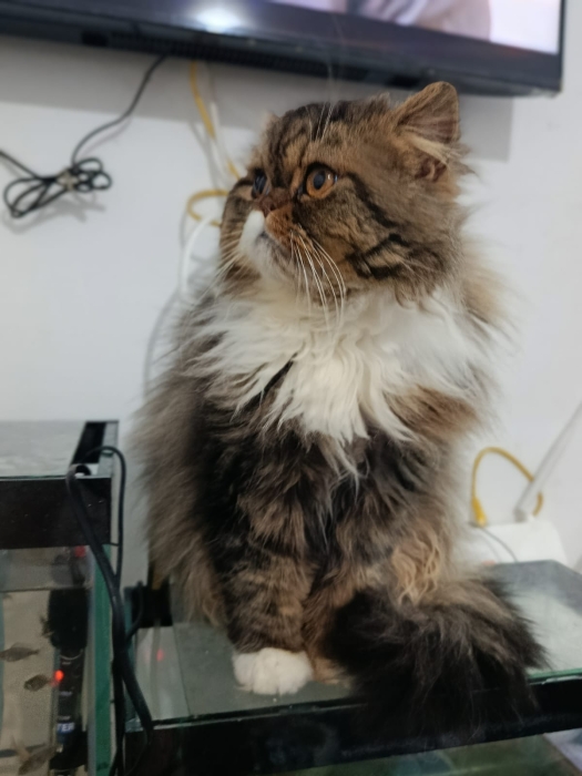 Male persan race pur 9 mois