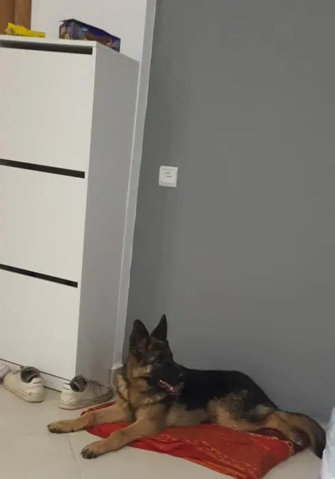 Berger allemand 6 mois