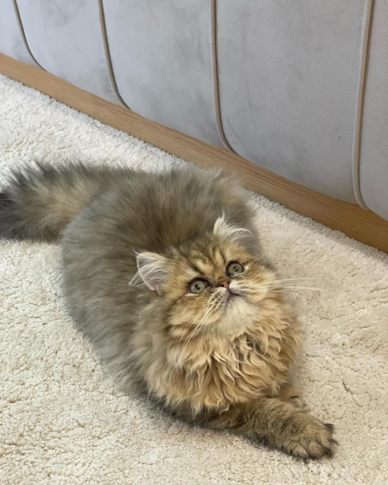 Couple Persan chinchilla