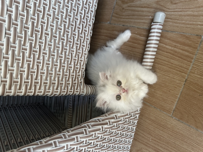 Chatons femelles, persan