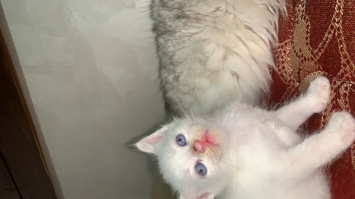 Chat siamois red point