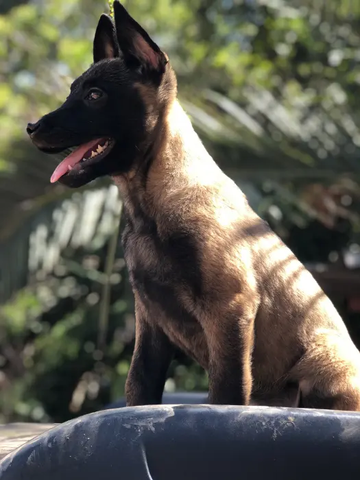 Malinois