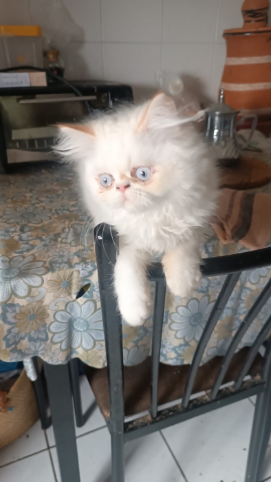 Chaton persan