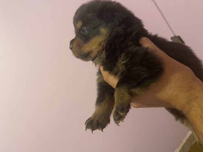 Chiot Rottweiler pedigrees