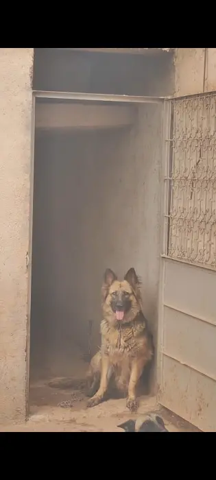 Berger poil long femelle